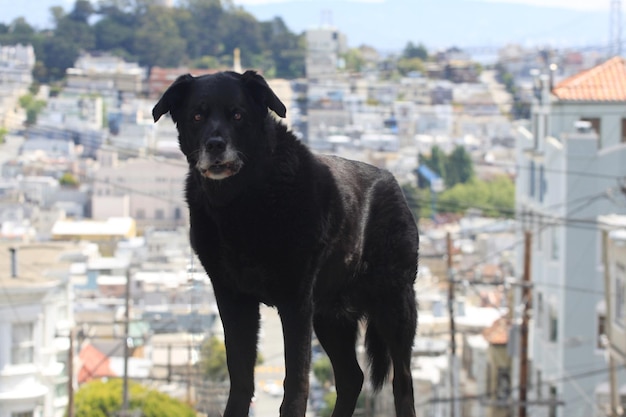 Foto ritratto di un cane