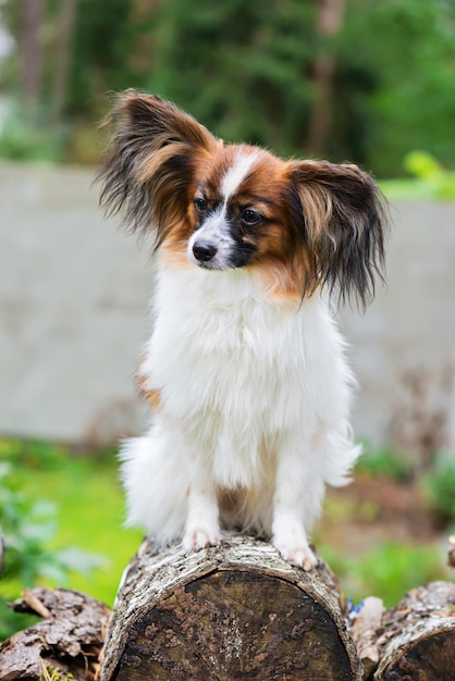 Foto ritratto di cane