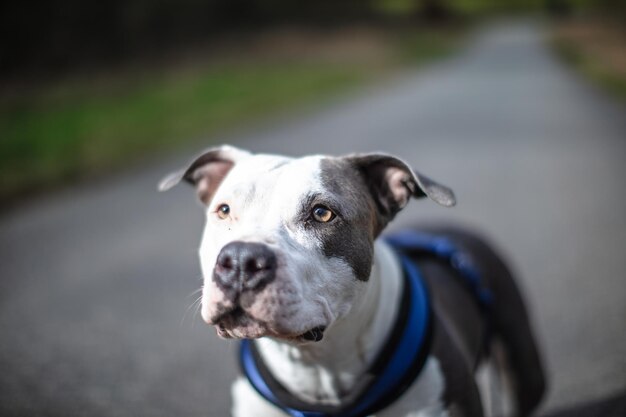 Foto ritratto di un cane