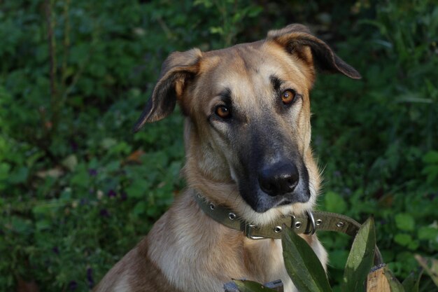 Foto ritratto di un cane