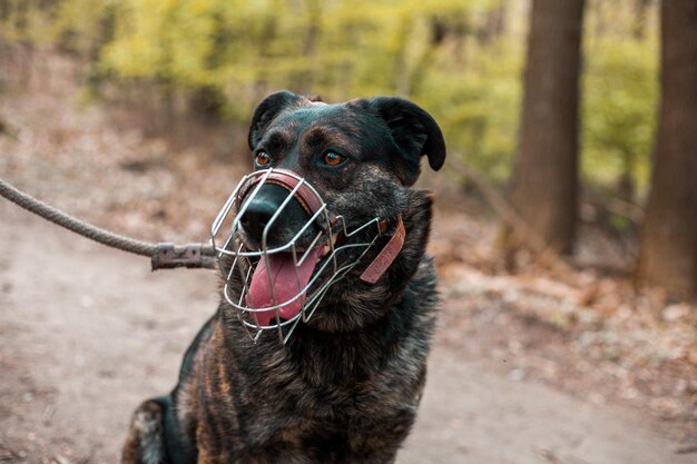 Photo portrait of a dog