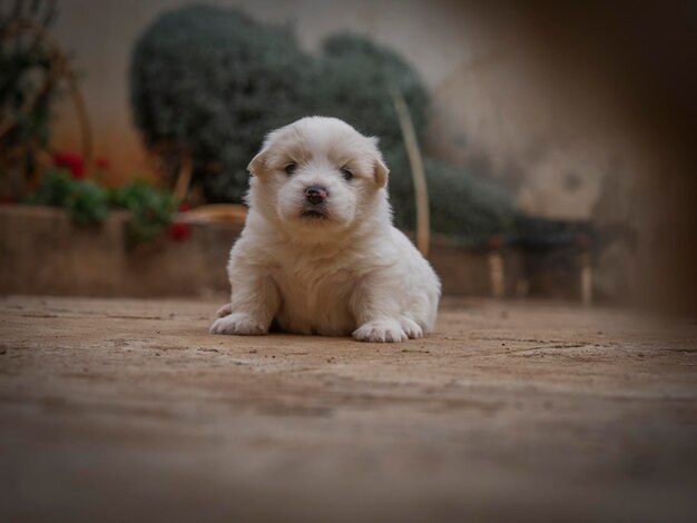 Portrait of dog