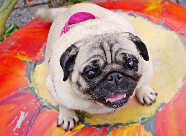 portrait of dog