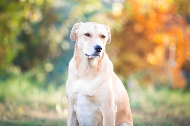 Foto ritratto di un cane