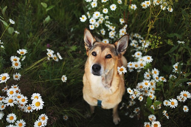 Portrait of a dog