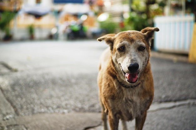 犬の肖像画