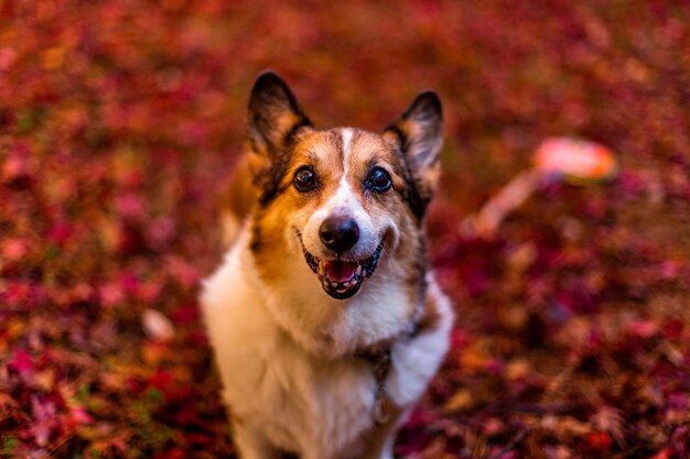 portrait of dog
