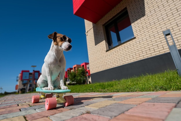 Foto ritratto di un cane