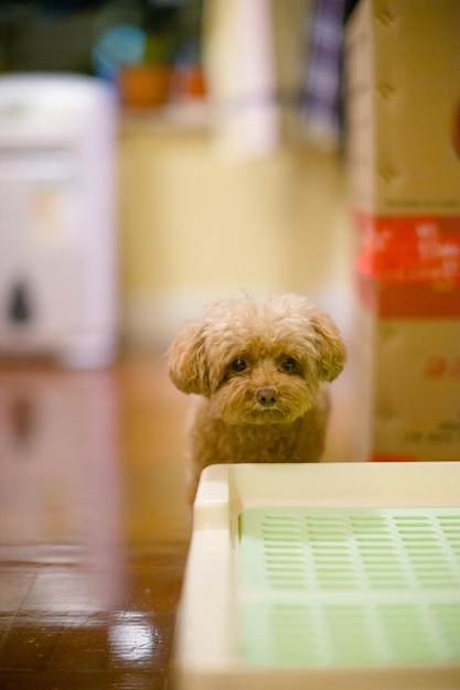 Photo portrait of a dog