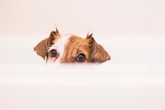 Photo portrait of a dog