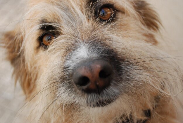 Photo portrait of dog