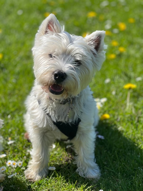 Photo portrait of dog