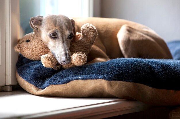 Photo portrait of dog