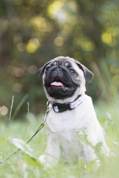 Photo portrait of a dog