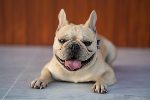 Photo portrait of a dog