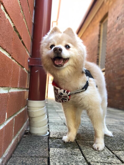 Foto ritratto di un cane