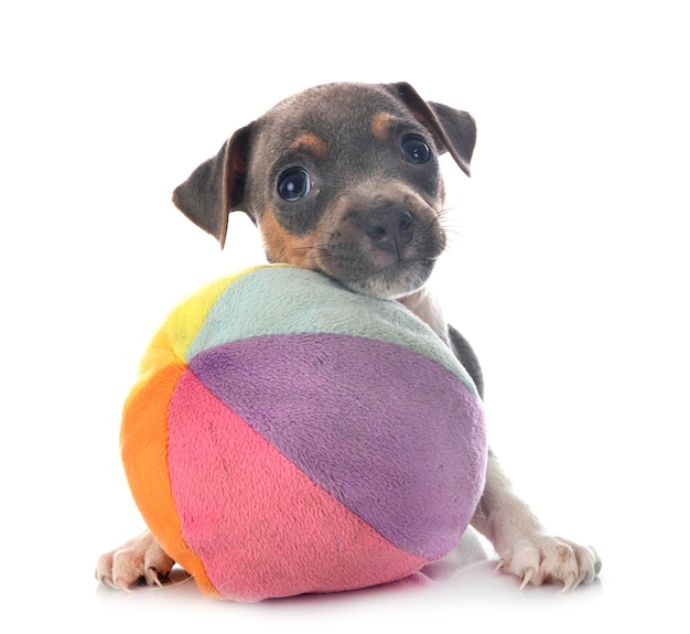 犬の肖像画