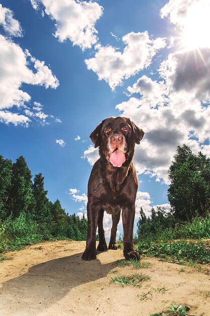 Photo portrait of a dog