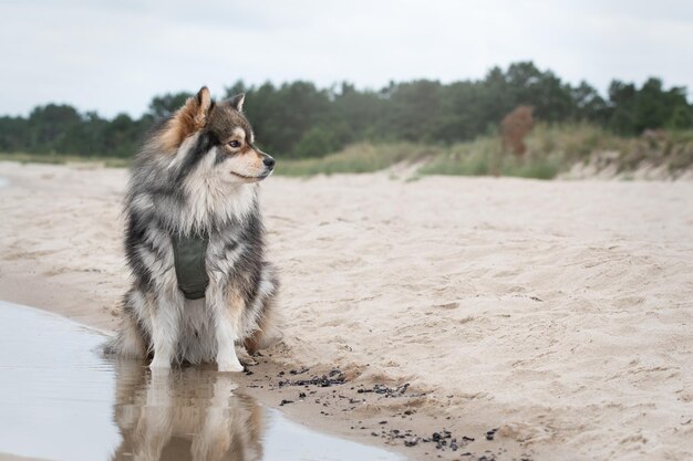 Foto ritratto di un cane