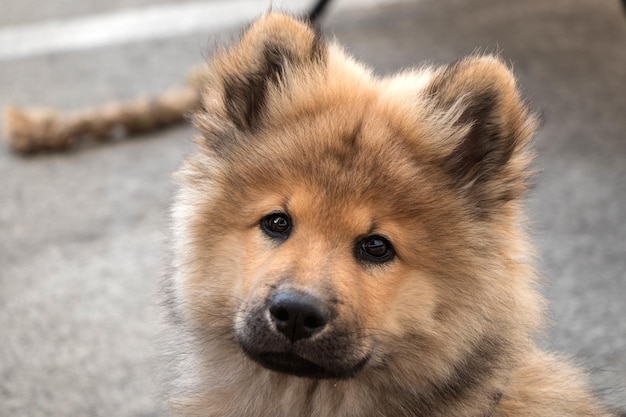 Photo portrait of dog