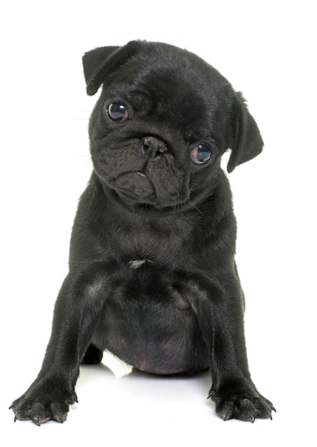 Portrait of a dog
