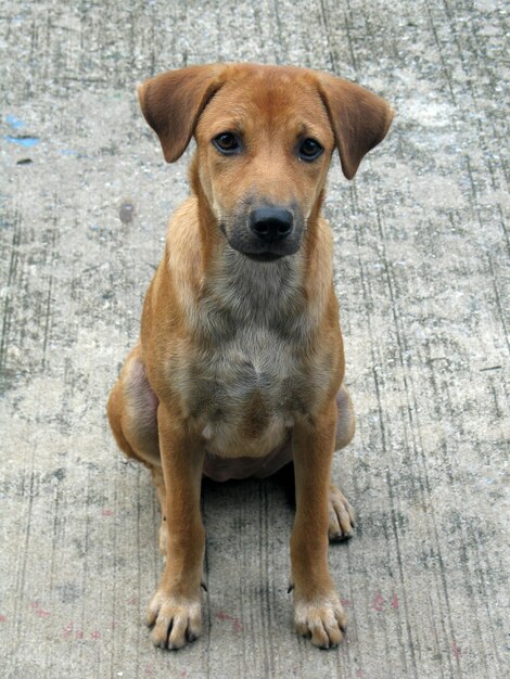 Portrait of a dog