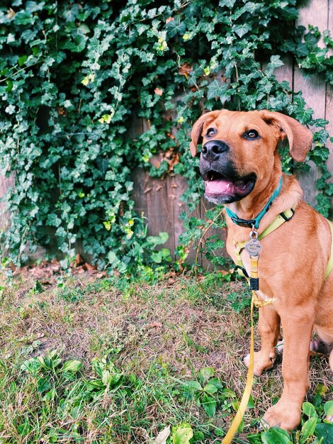 Portrait of a dog