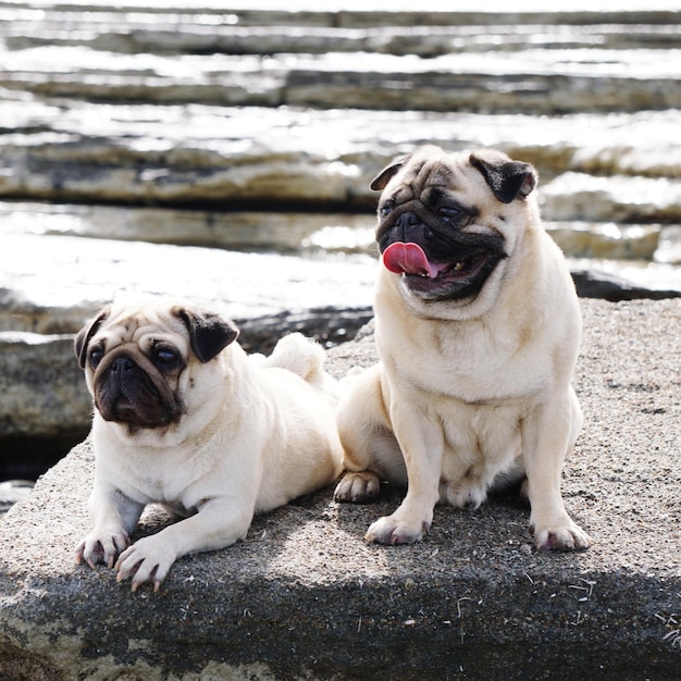 Photo portrait of dog