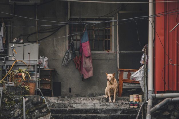 Photo portrait of a dog