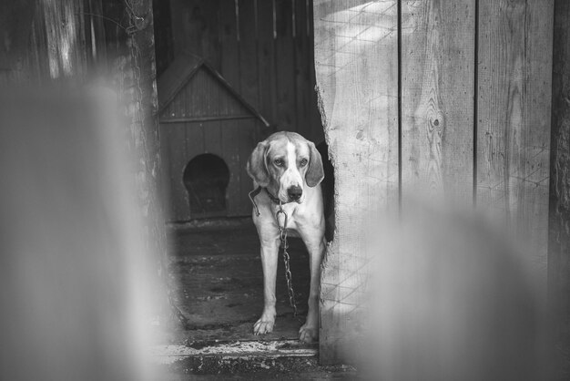 Photo portrait of dog