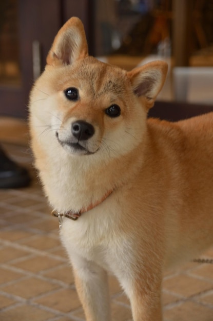 Photo portrait of a dog