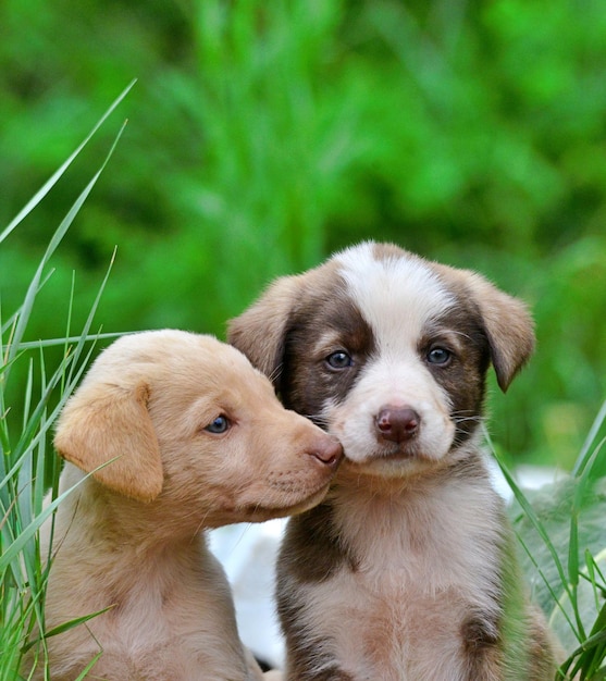 Foto ritratto di un cane