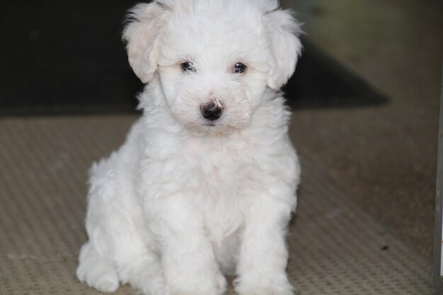 Photo portrait of a dog