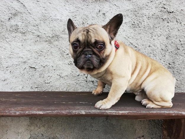 Foto ritratto di un cane