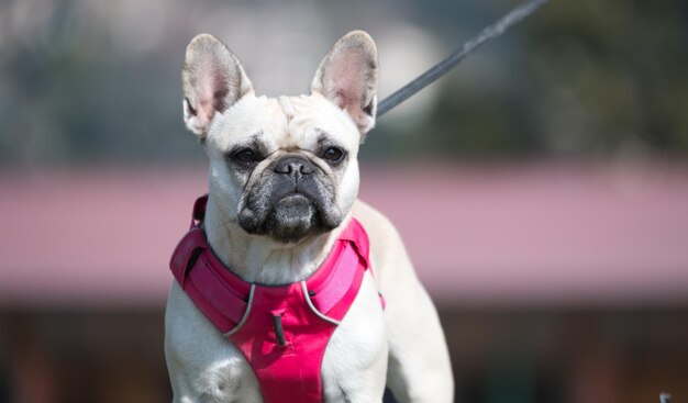 Foto ritratto di un cane