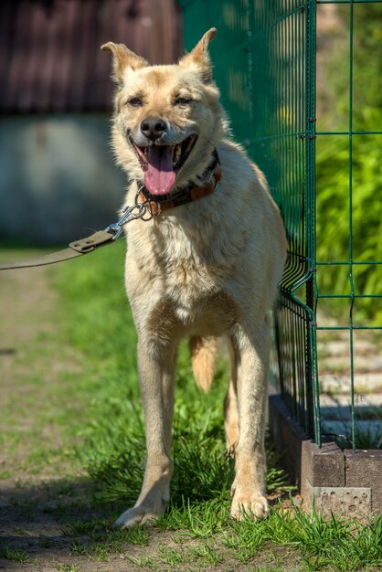 Portrait of a dog