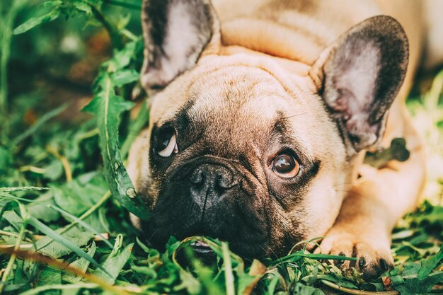 Photo portrait of a dog