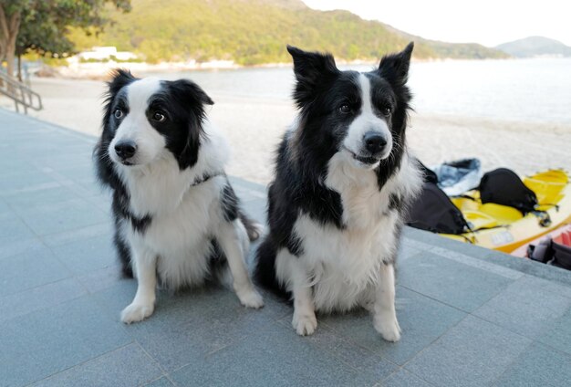 Foto ritratto di cane