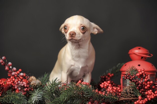 Photo portrait of a dog