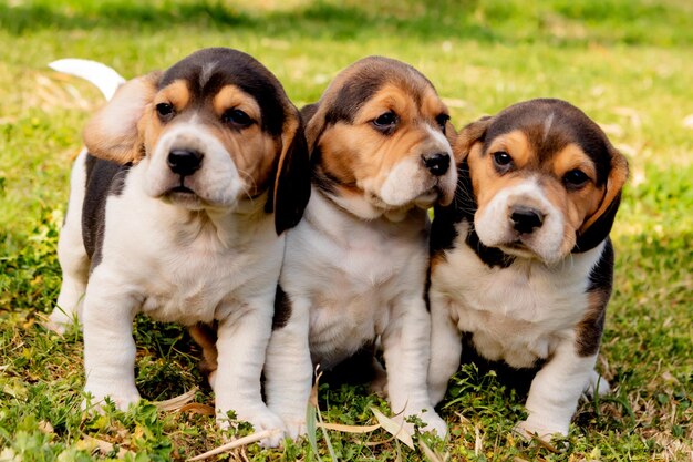 Foto ritratto di un cane