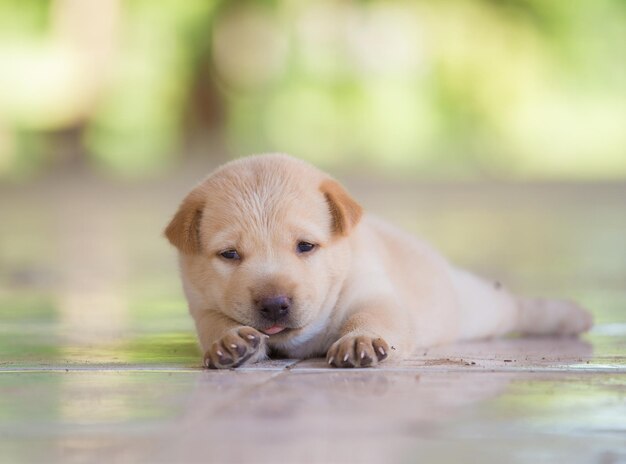 Portrait of a dog