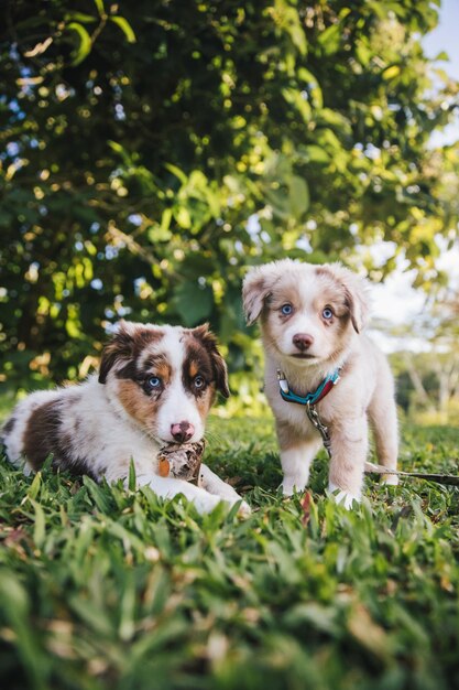 Foto ritratto di un cane