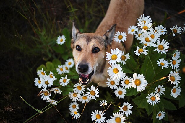 Photo portrait of a dog