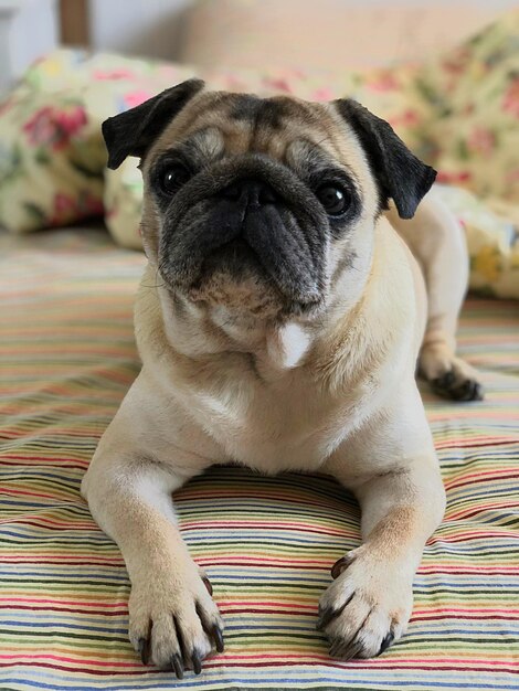 Photo portrait of a dog