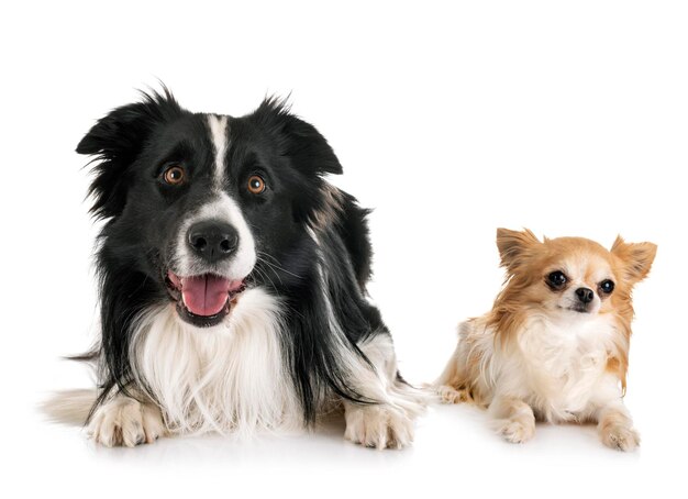 犬の肖像画