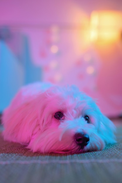 Portrait of dog