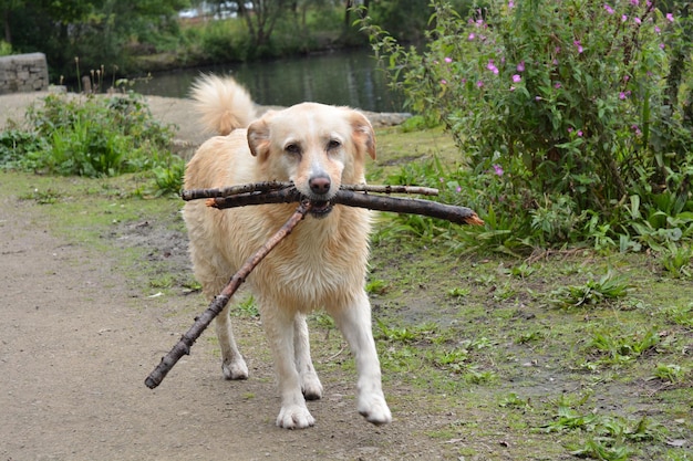 Foto ritratto di cane