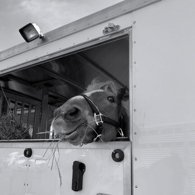 Foto ritratto di un cane