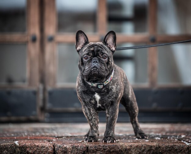 Photo portrait of a dog