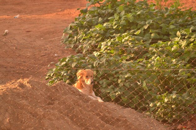 Foto ritratto di cane